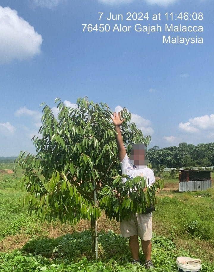 After using Bio organic fertilizer